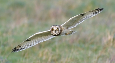 Short Eared Owl 5